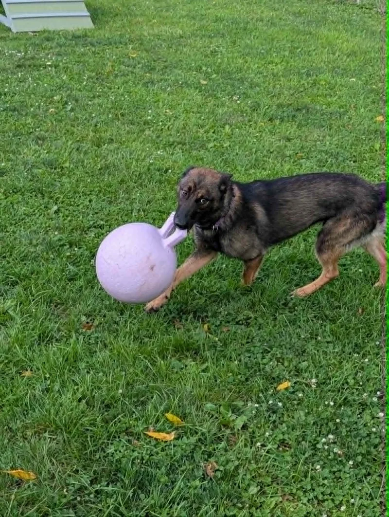 An adult medium-sized female Sable Belgian Shepherd / Malinois dog named Mousy for adoption in Chambersburg, PA