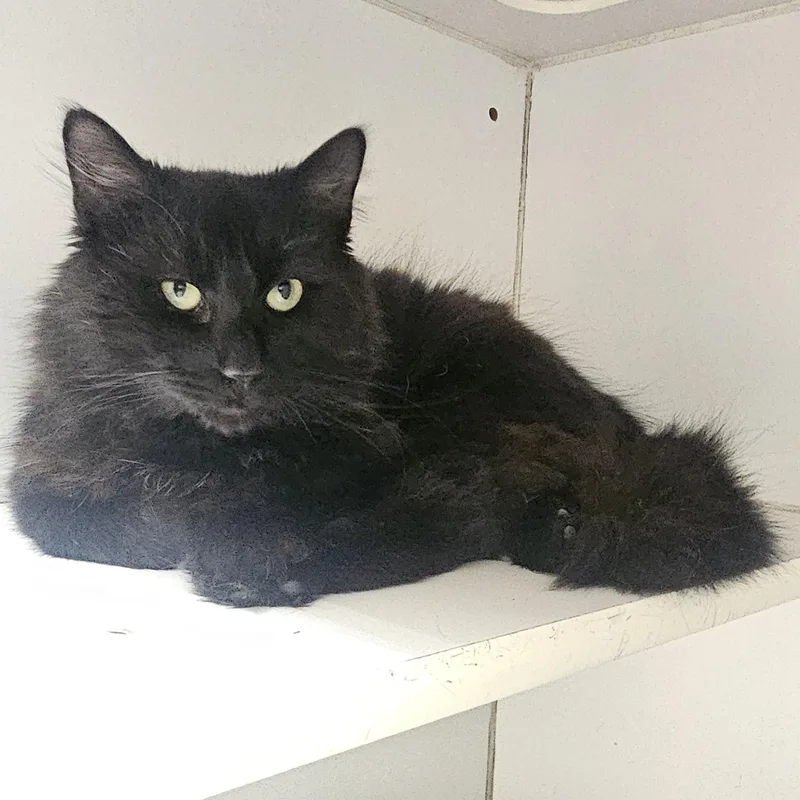 A young medium-sized male Black Domestic Medium Hair cat named Spades for adoption in Norwalk, CT
