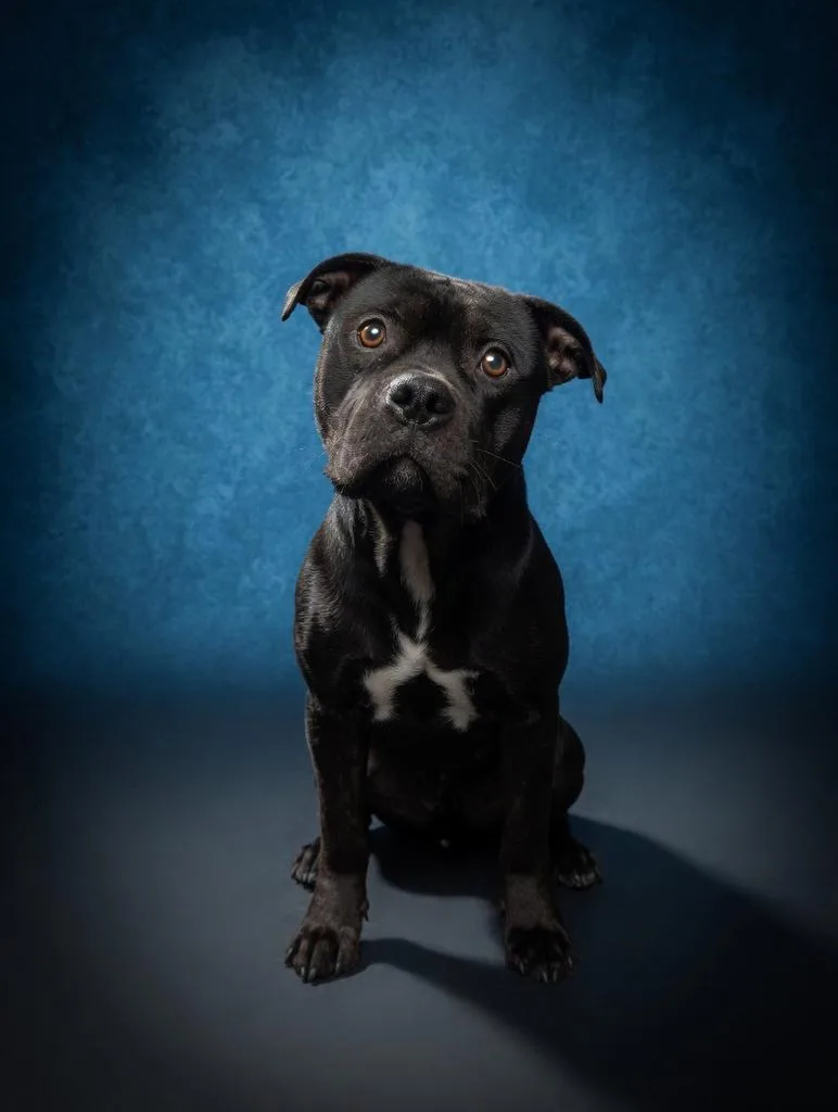 An adult medium-sized male Mixed Breed dog named Spyro for adoption in Florence, SC