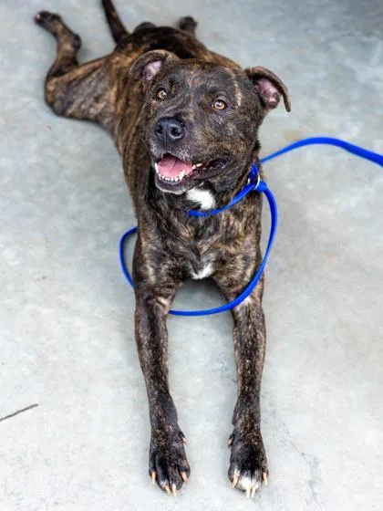 An adult large-sized male Mixed Breed dog named Bagheera for adoption in Chamblee, GA