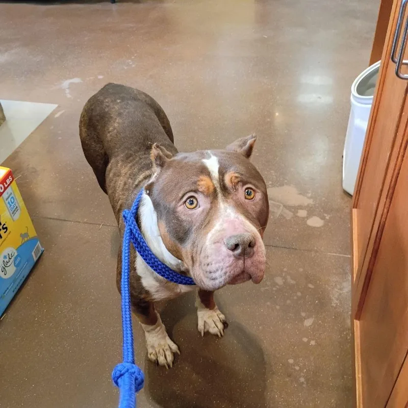 An adult large-sized female Pit Bull Terrier dog named Mrs. Worldwide for adoption in Lynchburg, VA