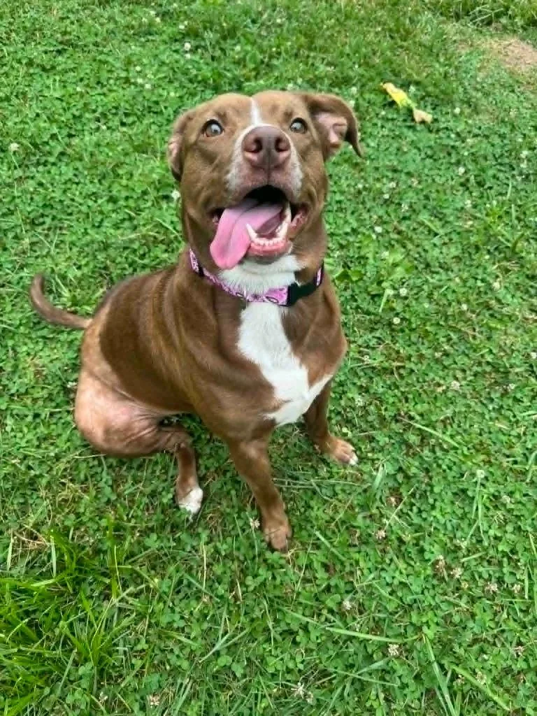 An adult medium-sized female Pit Bull Terrier dog named Maple Anne for adoption in Marion, OH