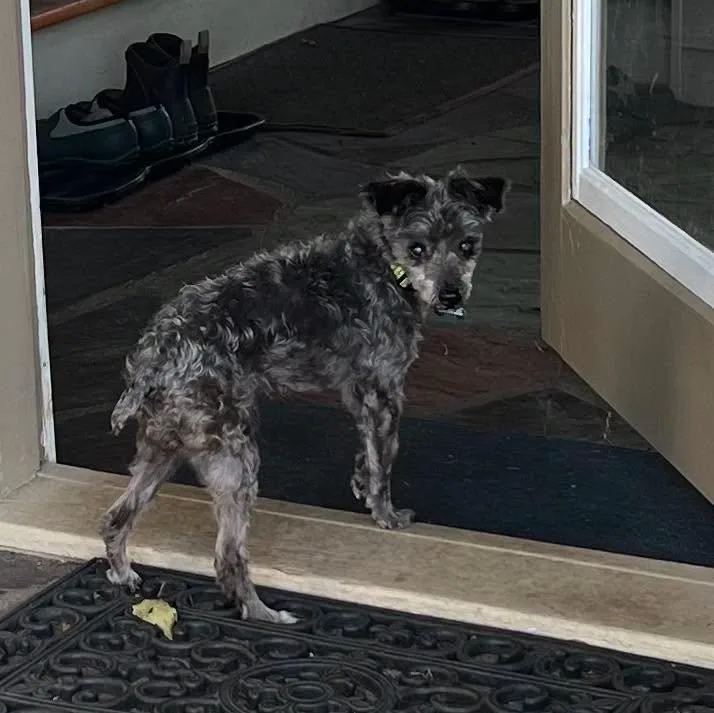 A senior small-sized female Black Miniature Poodle dog named Missy for adoption in Winsted, CT