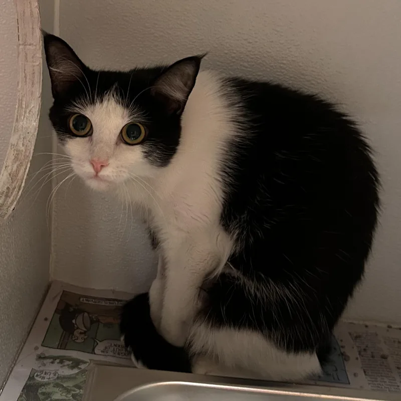 A young medium-sized female Black & White / Tuxedo Domestic Short Hair cat named Gamora for adoption in The Colony, TX