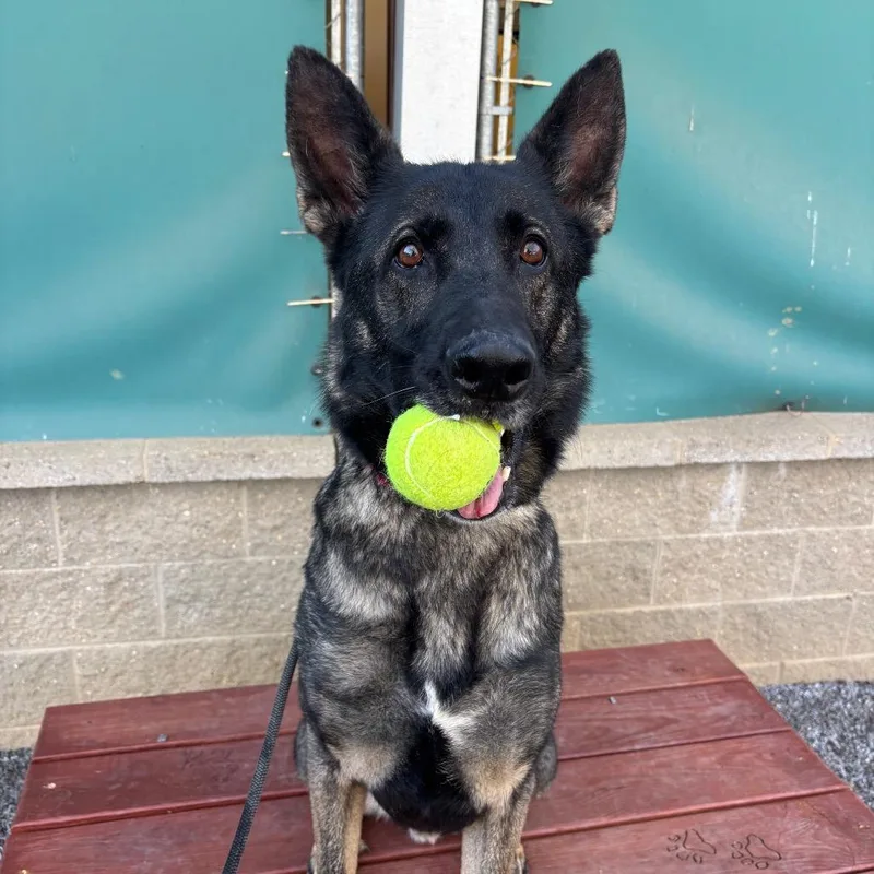 A young large-sized male Black Mixed Breed dog named Sage for adoption in Asheville, NC