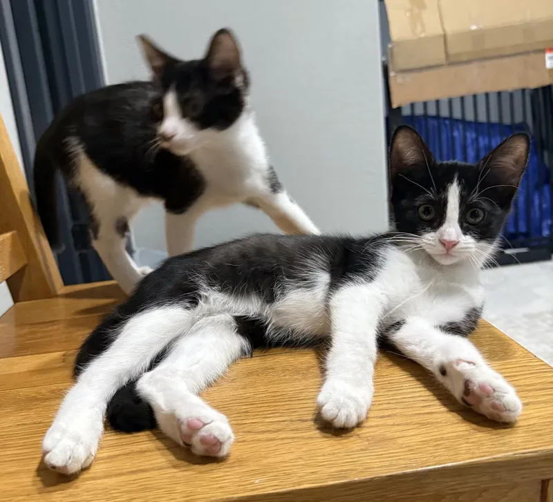 A baby small-sized female Tuxedo cat named Rosie D'meow for adoption in Chandler, AZ