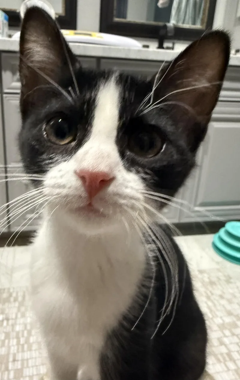 Rosie D'meow thumbnail 2