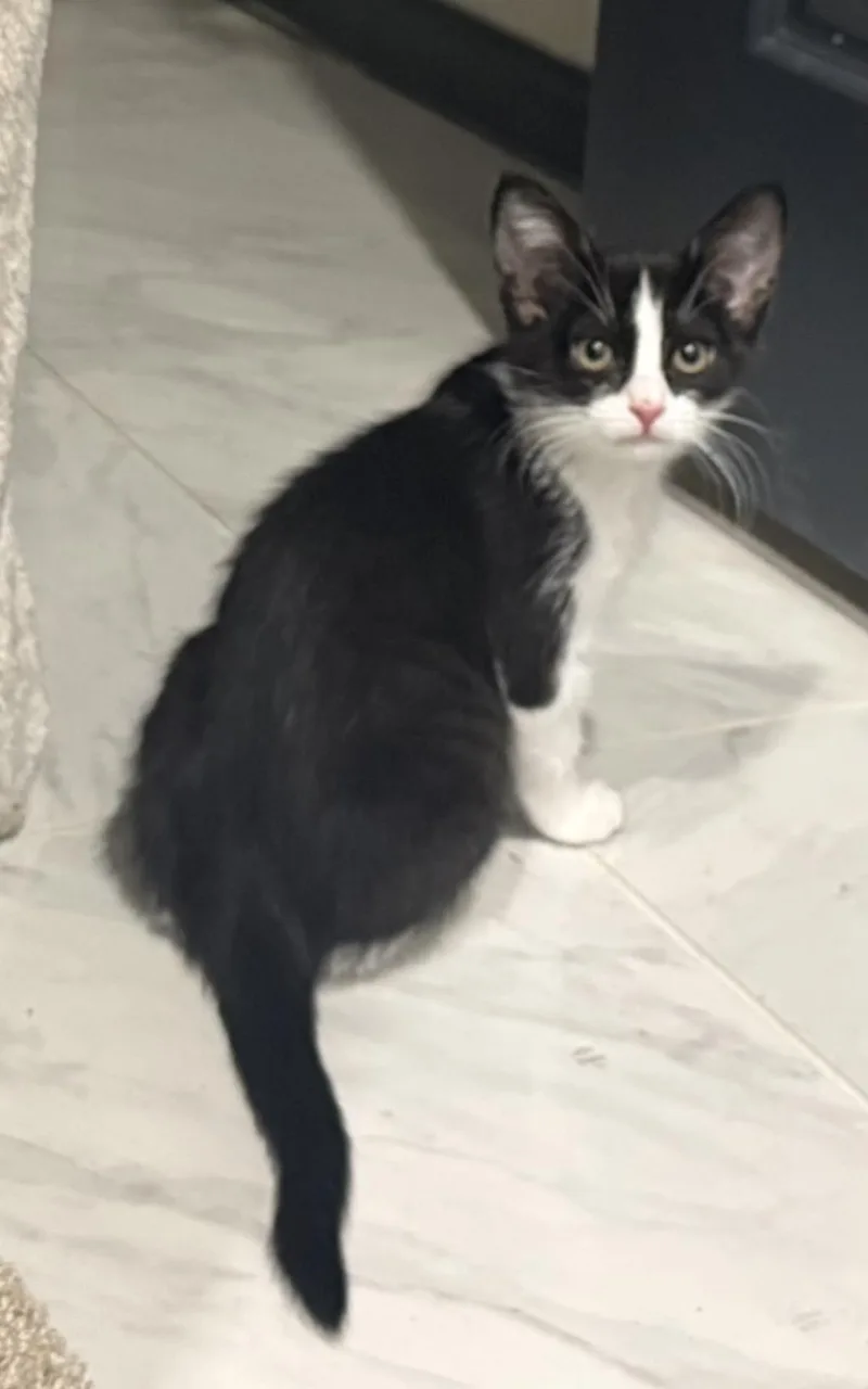 Rosie D'meow thumbnail 3