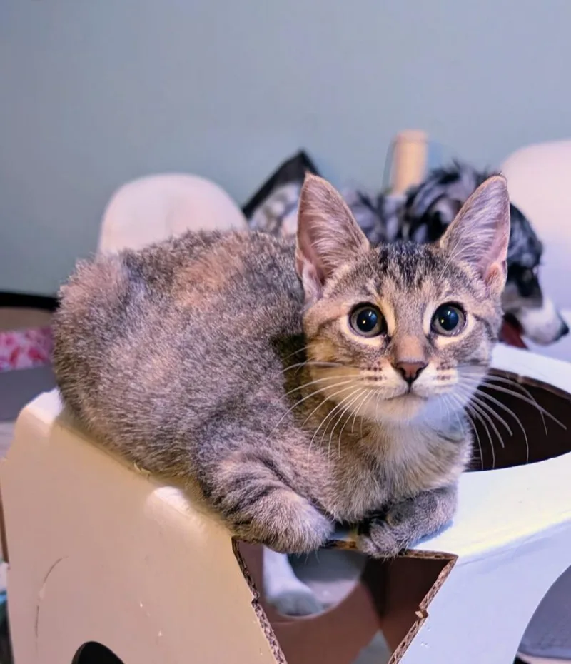 A baby medium-sized female Domestic Short Hair cat named Amaretto for adoption in San Antonio, TX