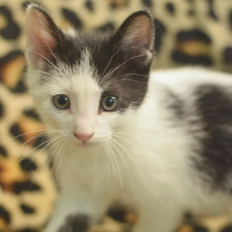 A baby small-sized male White Domestic Short Hair cat named Preston Waters for adoption in Belleville, IL
