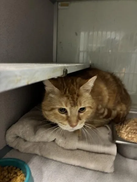 An adult medium-sized male Domestic Short Hair cat named Goose for adoption in Salt Lake City, UT