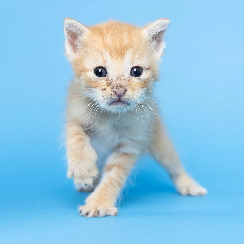 A baby small-sized male Orange / Red Domestic Short Hair cat named Orion for adoption in Franklin, TN