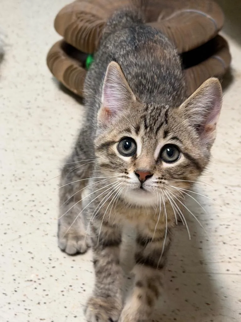 A baby medium-sized female Domestic Short Hair cat named Wilma for adoption in Amery, WI