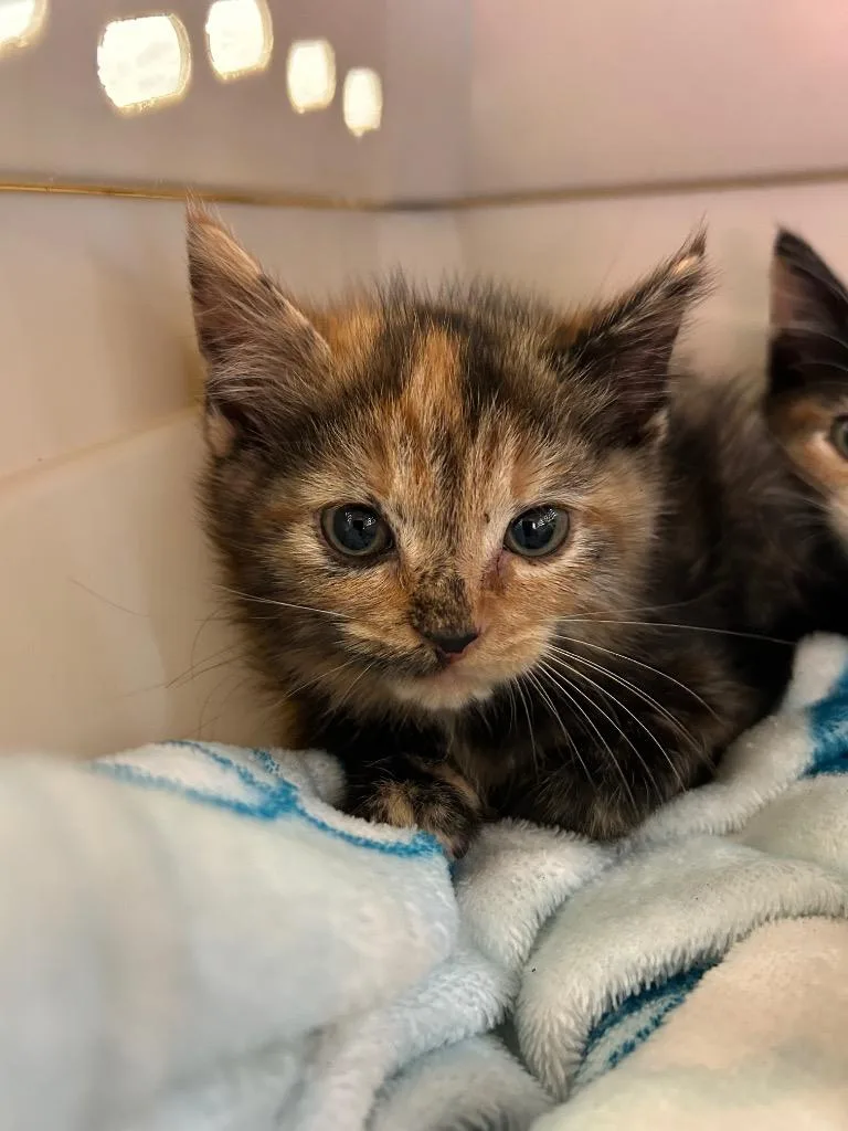A baby large-sized female Domestic Short Hair cat named Nutmeg for adoption in Chickamauga , GA