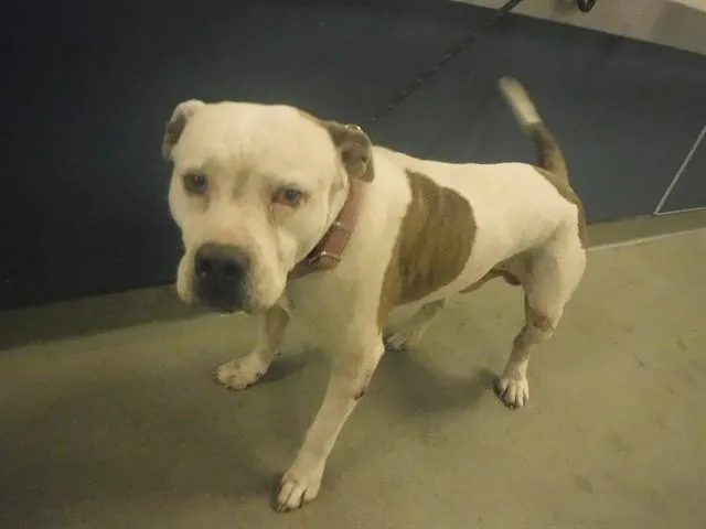An adult large-sized male American Bulldog dog named Champion for adoption in Miami, FL