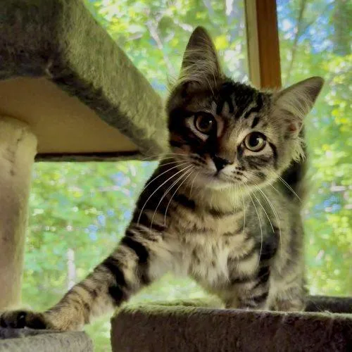 A baby small-sized male Tabby (Brown / Chocolate) Maine Coon cat named Timber for adoption in Knoxville, TN