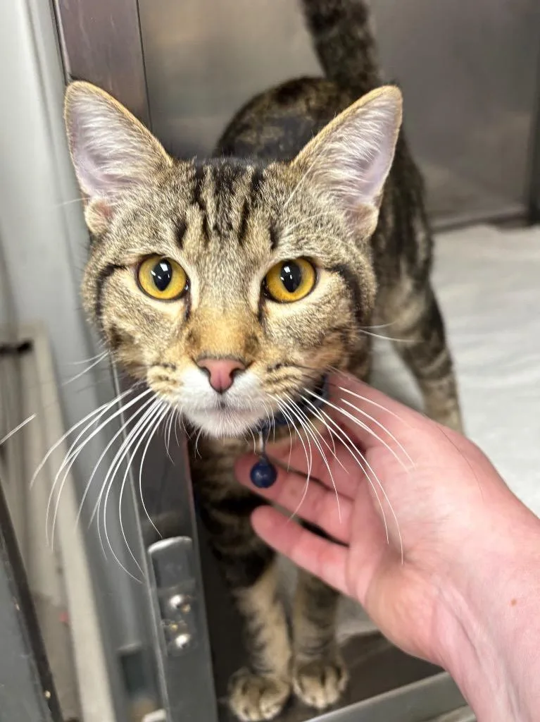A young medium-sized male Domestic Short Hair cat named Garnet for adoption in Little Rock, AR