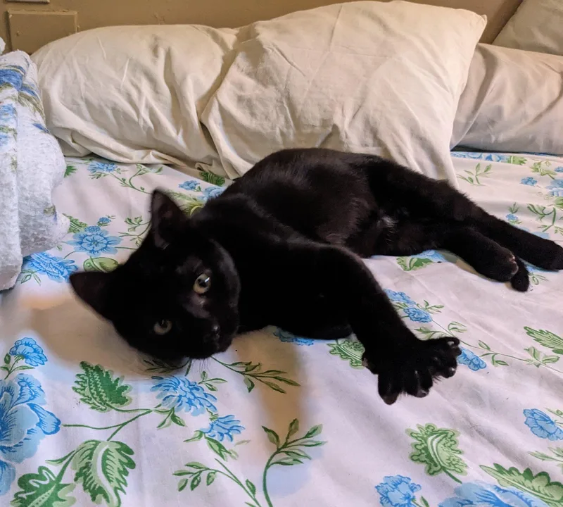 A baby medium-sized female Black Domestic Short Hair cat named Peach for adoption in Pittsburgh, PA