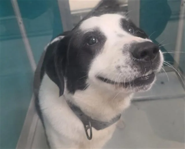 An adult large-sized male Border Collie dog named A for adoption in Oklahoma City, OK