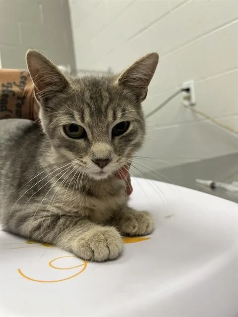 A baby small-sized male Domestic Short Hair cat named Miso for adoption in Indianapolis, IN