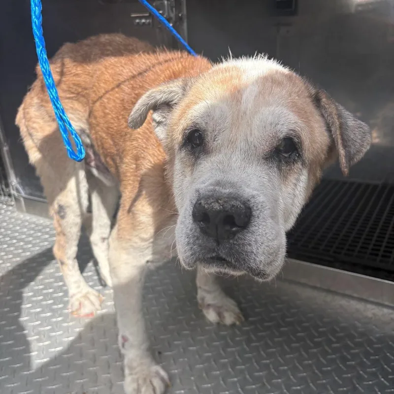 A senior medium-sized male Yellow / Tan / Blond / Fawn Shar-Pei dog named Bo for adoption in Bryan, TX