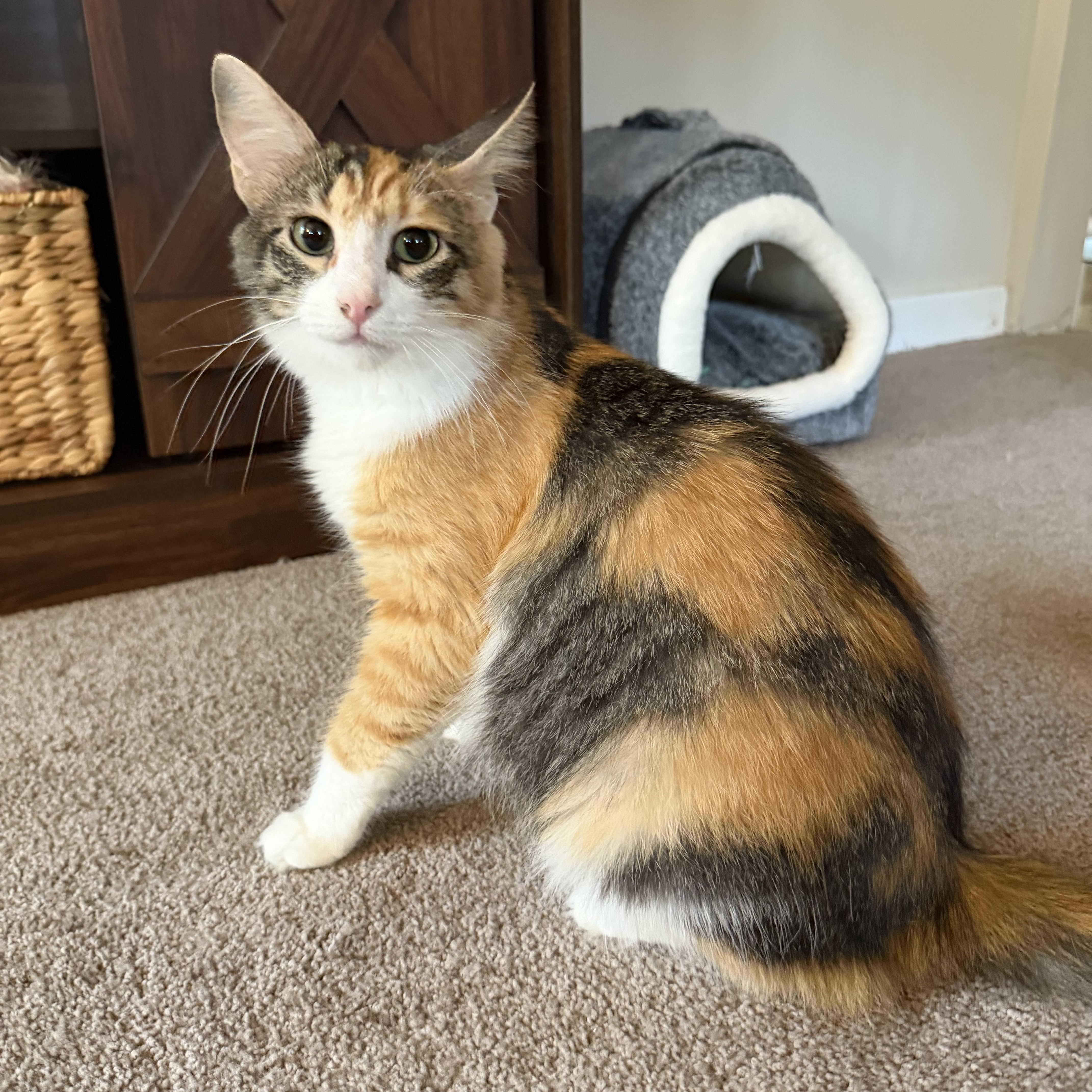 A young small-sized female Domestic Long Hair cat named Maybelline for adoption in Lacona, NY