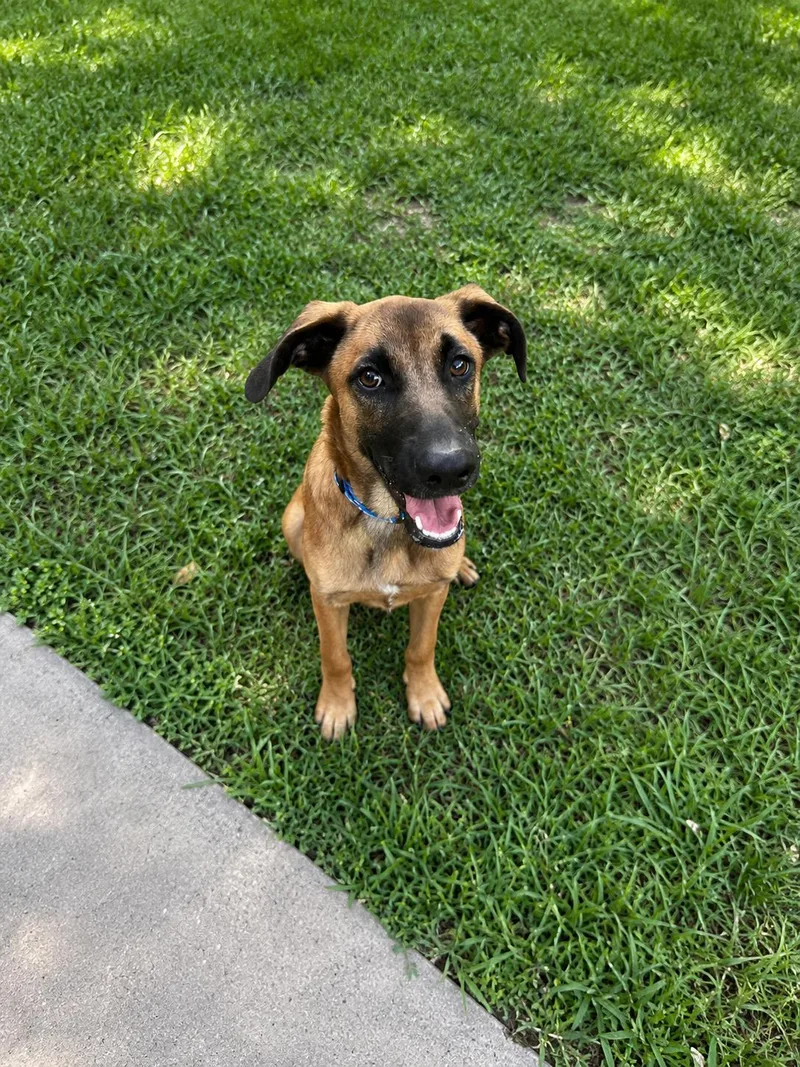 A baby medium-sized male Bicolor Shepherd dog named Thursday for adoption in Vernon, CT