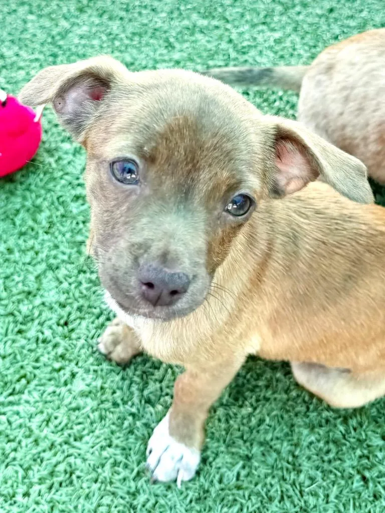 A baby medium-sized female Beagle dog named Zippy for adoption in Cape Coral, FL