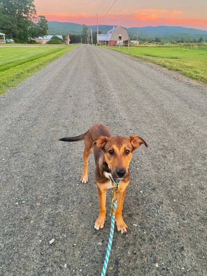 A young large-sized male Tricolor (Brown, Black, & White) German Shepherd Dog dog named Bruno for adoption in Wells, VT