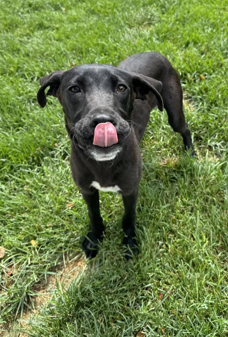 A baby medium-sized male Black Labrador Retriever dog named Ernie for adoption in Mokena, IL
