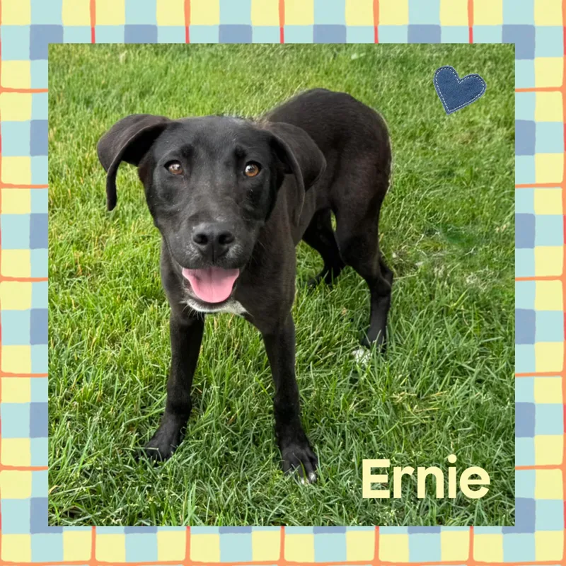 Ernie thumbnail 3