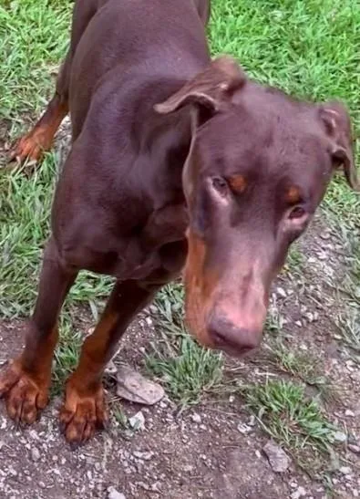 A young large-sized male Doberman Pinscher dog named Tarragon for adoption in Aurora, IL