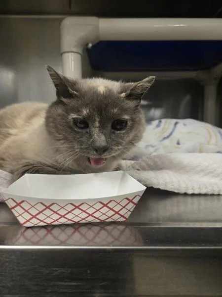 An adult small-sized female Domestic Short Hair cat named Garden Bed for adoption in Millersville, MD