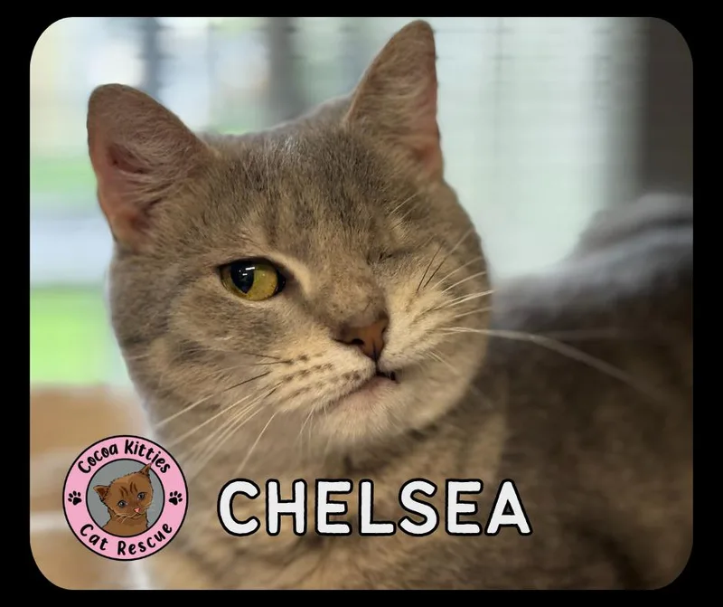 An adult medium-sized female Domestic Short Hair cat named Chelsea for adoption in Hershey, PA