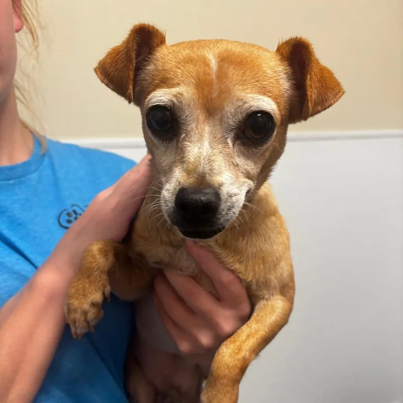 An adult small-sized male White / Cream Chihuahua dog named Tink for adoption in Tulsa, OK