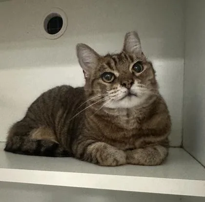 An adult small-sized female Domestic Short Hair cat named Sassy for adoption in Palm Coast, FL