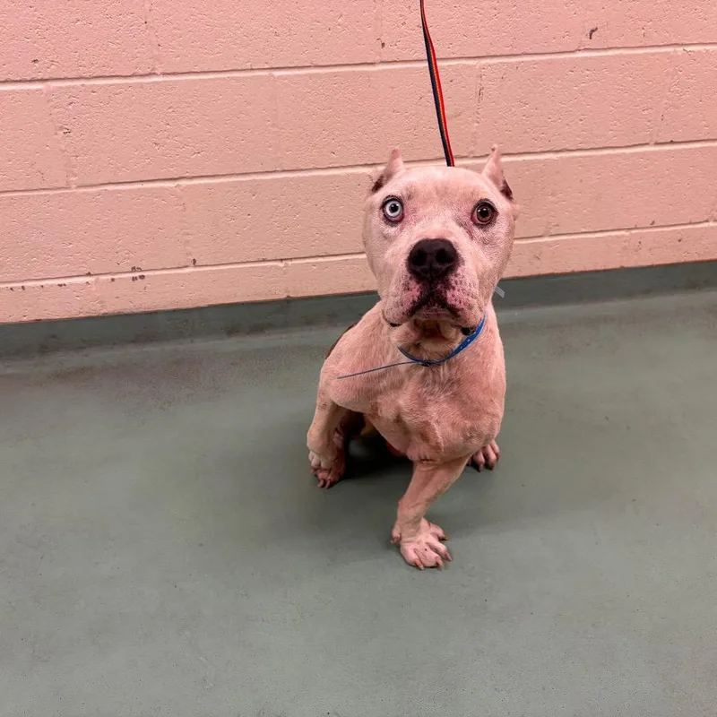 An adult medium-sized male White / Cream Mixed Breed dog named Lee for adoption in Memphis, TN