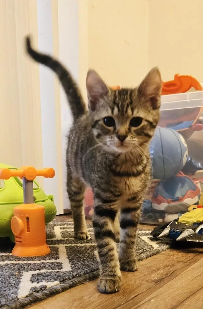 A baby small-sized female Domestic Short Hair cat named Cutie CT for adoption in Greenville, SC