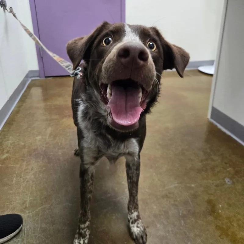 A young medium-sized male Brown / Chocolate German Shorthaired Pointer dog named Rocky Road for adoption in Albuquerque, NM