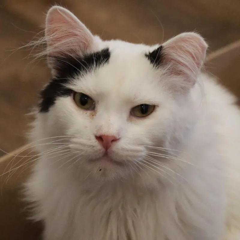 Croissant thumbnail 2