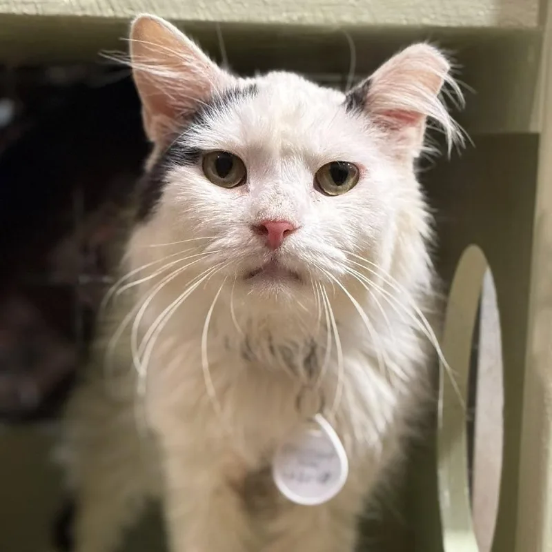 Croissant thumbnail 3