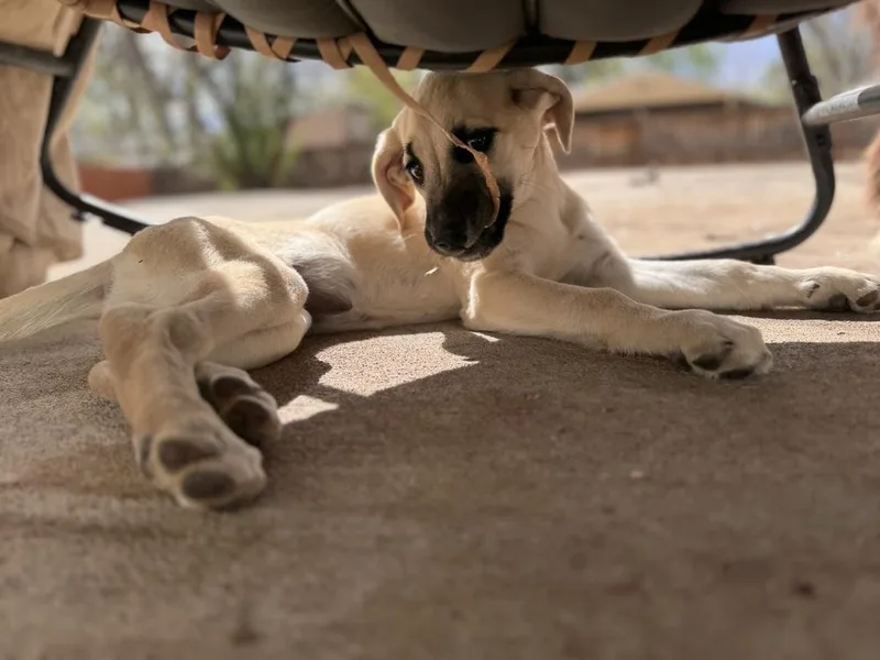 A baby medium-sized female Brown / Chocolate Labrador Retriever dog named Cimetta  Sprite for adoption in Broomfield, CO