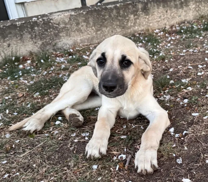 Cimetta  Sprite thumbnail 2