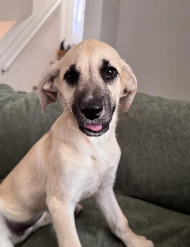 Cimetta  Sprite thumbnail 3