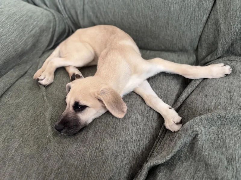 Cimetta  Sprite thumbnail 4