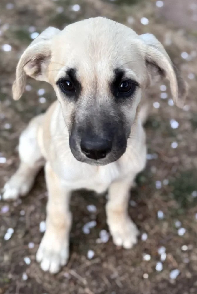 Cimetta  Sprite thumbnail 5