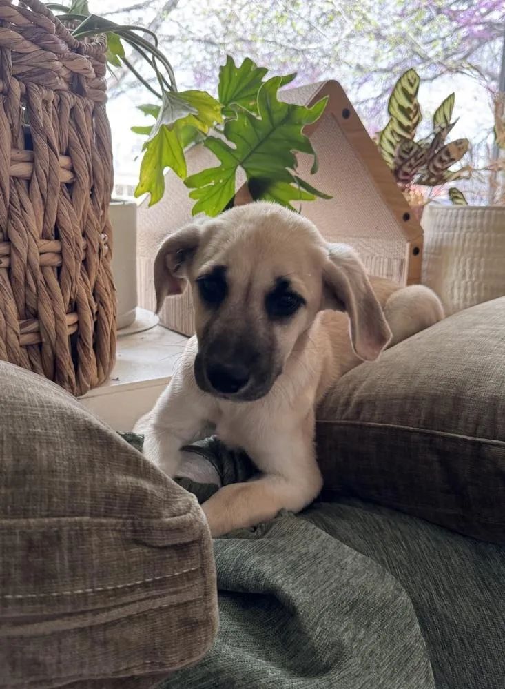 Cimetta  Sprite thumbnail 6