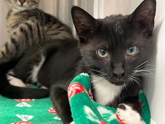 A baby small-sized female Domestic Short Hair cat named Lexus for adoption in Tustin, CA