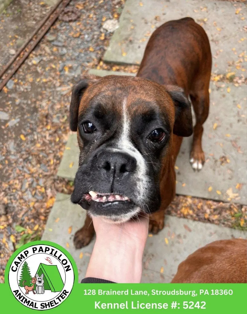A young medium-sized female Boxer dog named Annabell for adoption in Stroudsburg, PA