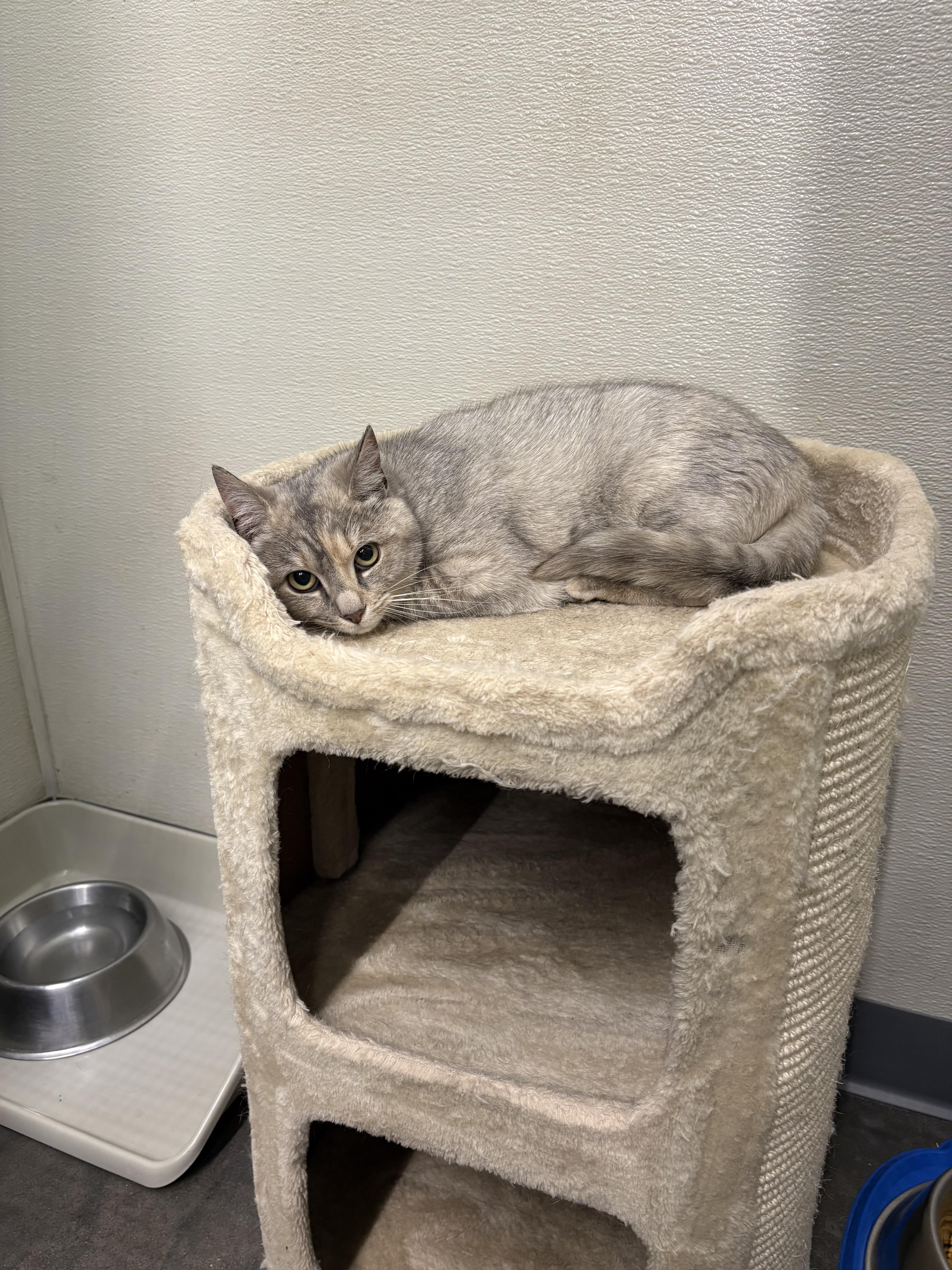 A young medium-sized female Dilute Tortoiseshell cat named Hannah for adoption in Cornwall, NY